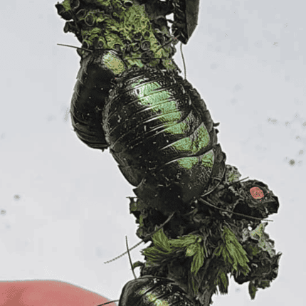 Pseudoglomeris magnifica (Smaragdschabe)