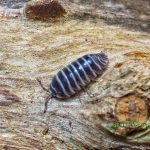 Armadillidium maculatum "Zebrarollassel"