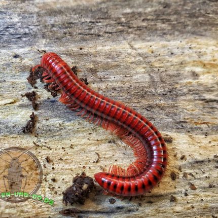 Centrobolus splendidus