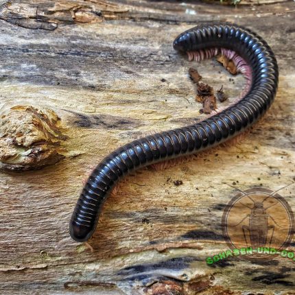 Dendrostreptus macracannthus