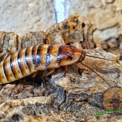 Elliptorhina javanica "Halloween Fauchschabe"