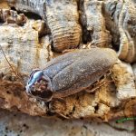 Henschoutedenia flexivitta