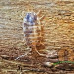 Porcellio laevis milkback