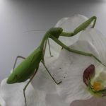 Hierodula membranacea (Indische Riesengottesanbeterin)