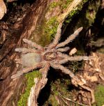 olothele incei „Gold“ – goldene Zwergvogelspinne