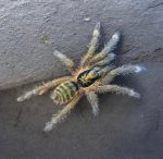 Holothele incei