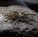 Heterothele villosella – Afrikanische Zwergvogelspinne