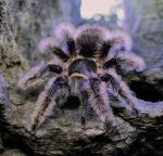 tliltocatl albopilosus (Kraushaar-Vogelspinne) DNZ