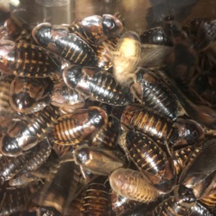 Argentinische Waldschaben (Blaptica dubia)