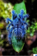 Caribena versicolor – Bild 3