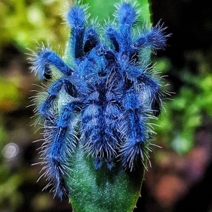 Caribena versicolor