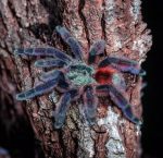 Caribena versicolor – Bild 2