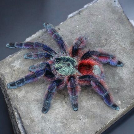 Caribena versicolor