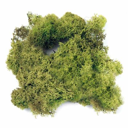 Dragon Island Moos grün im Detail