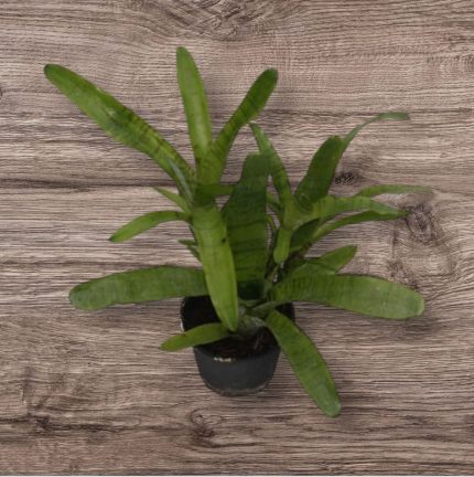 Neoregelia ampullacea