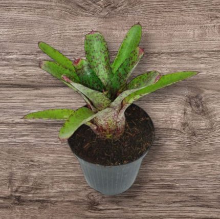 Neoregelia'RedLips'