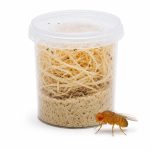 Drosophila melanogaster Kleine Fruchtfliege