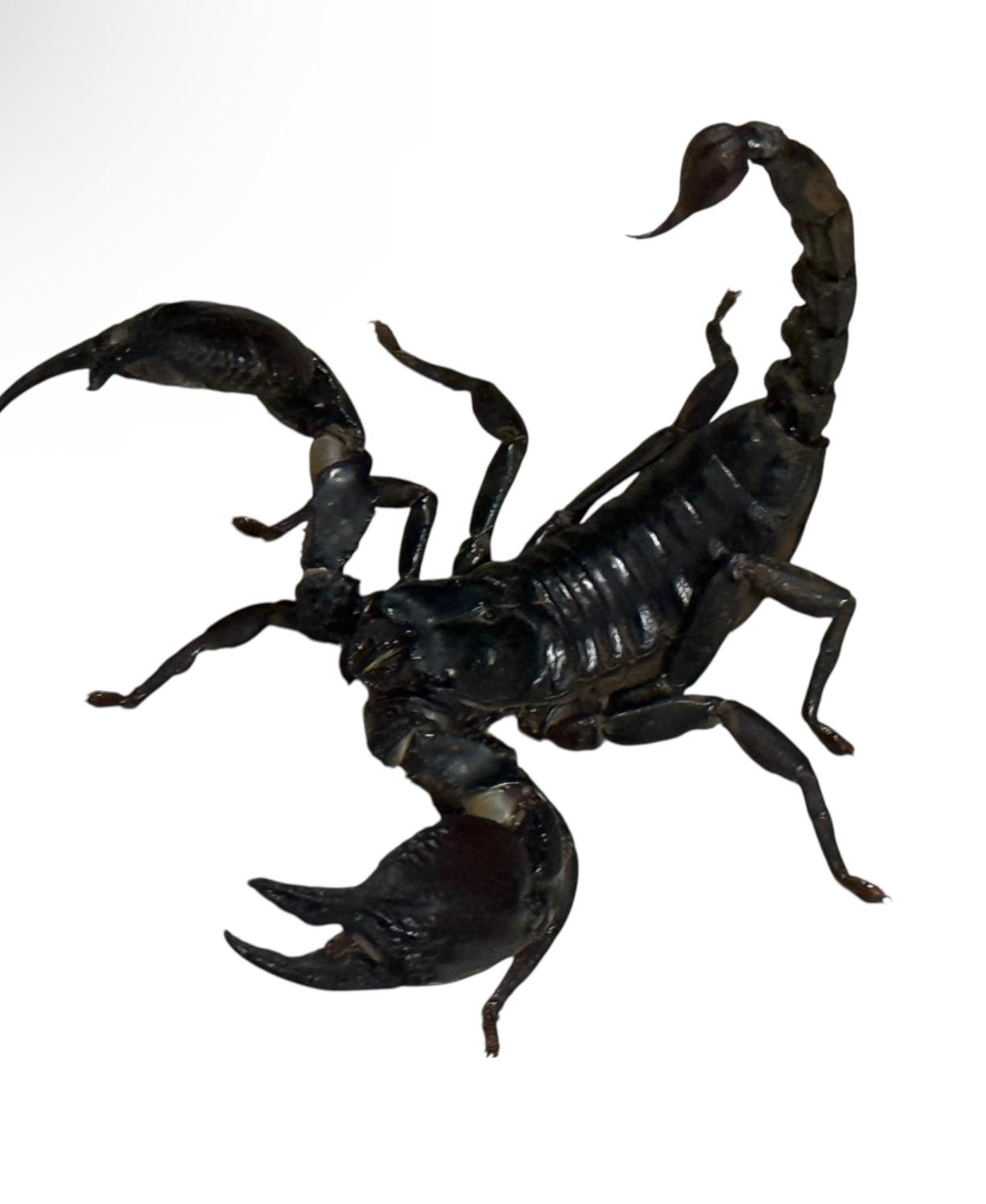 WhatsApp Image 2026-01-25 at 11.44.47