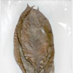 HABISTAT GUMMIBAUMBLAETTER 10X