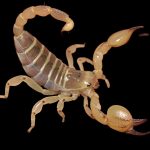 Scorpio maurus palmatus