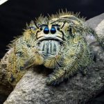 Hyllus diardi - Springspinne