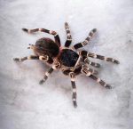 Acanthoscurria geniculata