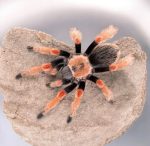 Brachypelma boehmei