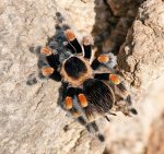 Brachypelma hamorii "Rotknie-Vogelspinne"