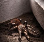 Nhandu chromatus – Brasilianische Vogelspinne