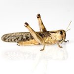 Wanderheuschrecken (Locusta migratoria) – Bild 3