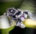 Phidippus regius „Nord Florida“
