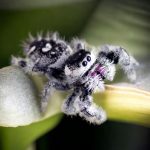 Phidippus regius „Nord Florida“