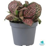 Fittonia Pink