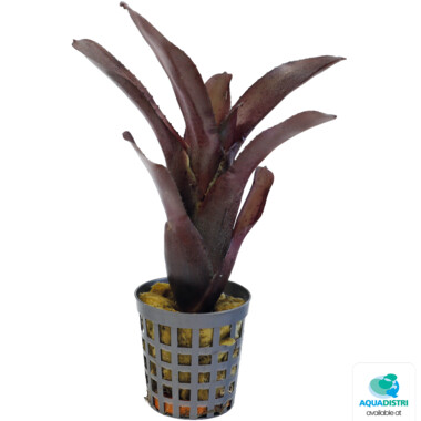 1531_PT-NEOREGELIA_AMAZON_e42d9 NEOREGELIA AMAZON – Bild 1