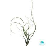 TILLANDSIA BUTZII FRONT