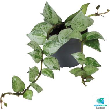 4_PT-HOYA_KROHIANA_ESKIMO_acf8d HOYA KROHIANA ESKIMO – Bild 1