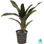NEOREGELIA ATLANTIS FRONT