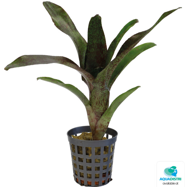 5_PT-NEOREGELIA_ATLANTIS__2ae5d NEOREGELIA ATLANTIS FRONT – Bild 1