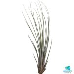 TILLANSIA JUNCEA