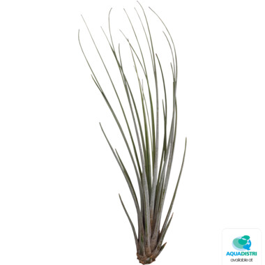 61692_PT-TILLANSIA_JUNCEA_9f797 TILLANSIA JUNCEA – Bild 1