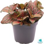 Fittonia Joly Josan