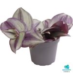 TRADESCANTIA ZEBRA