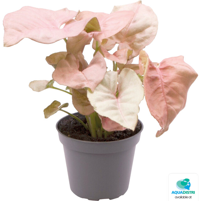 7361654_PT-SYNGONIUM_NEON_b917f SYNGONIUM NEON – Bild 1