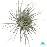 TILLANSIA MAGNUSIANA