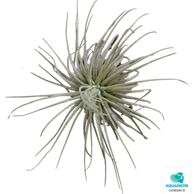 8_PT-TILLANSIA_MAGNUSIANA_7a9bd TILLANSIA MAGNUSIANA – Bild 1