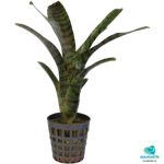 NEOREGELIA AMPULLACEA TIGRINA