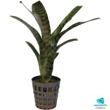 EGELIA_AMPULLACEA_TIGRINA_128f2 NEOREGELIA AMPULLACEA TIGRINA – Bild 1