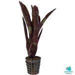 NEOREGELIA HERA LITTLE BRIGHT