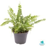 NEPHROLEPIS EXALTATA DUFFY