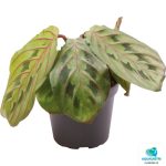 Maranta leuconeura ‘Red Stripe’